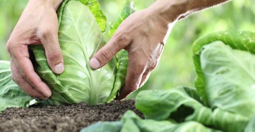 mani che piantano insalata